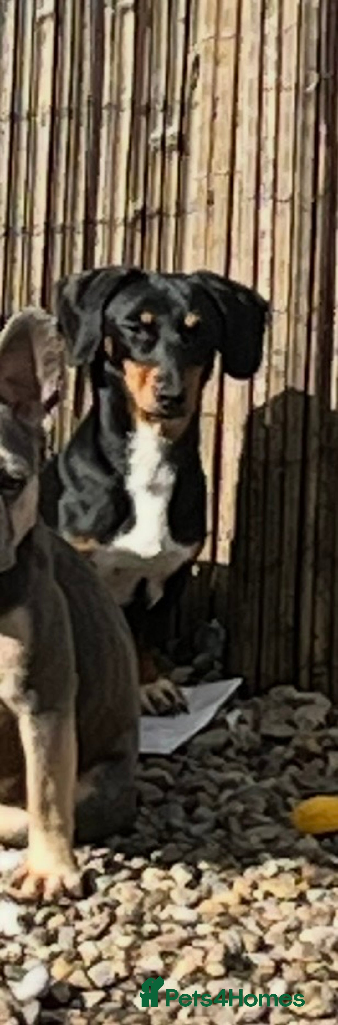 Miniature Dachshund dogs for sale: Very sad sale 2 yr miniature daschund  - Advert 1