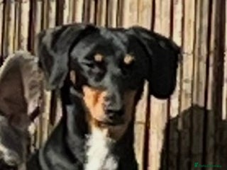 Miniature Dachshund dogs Very sad sale 2 yr miniature daschund - Advert 2
