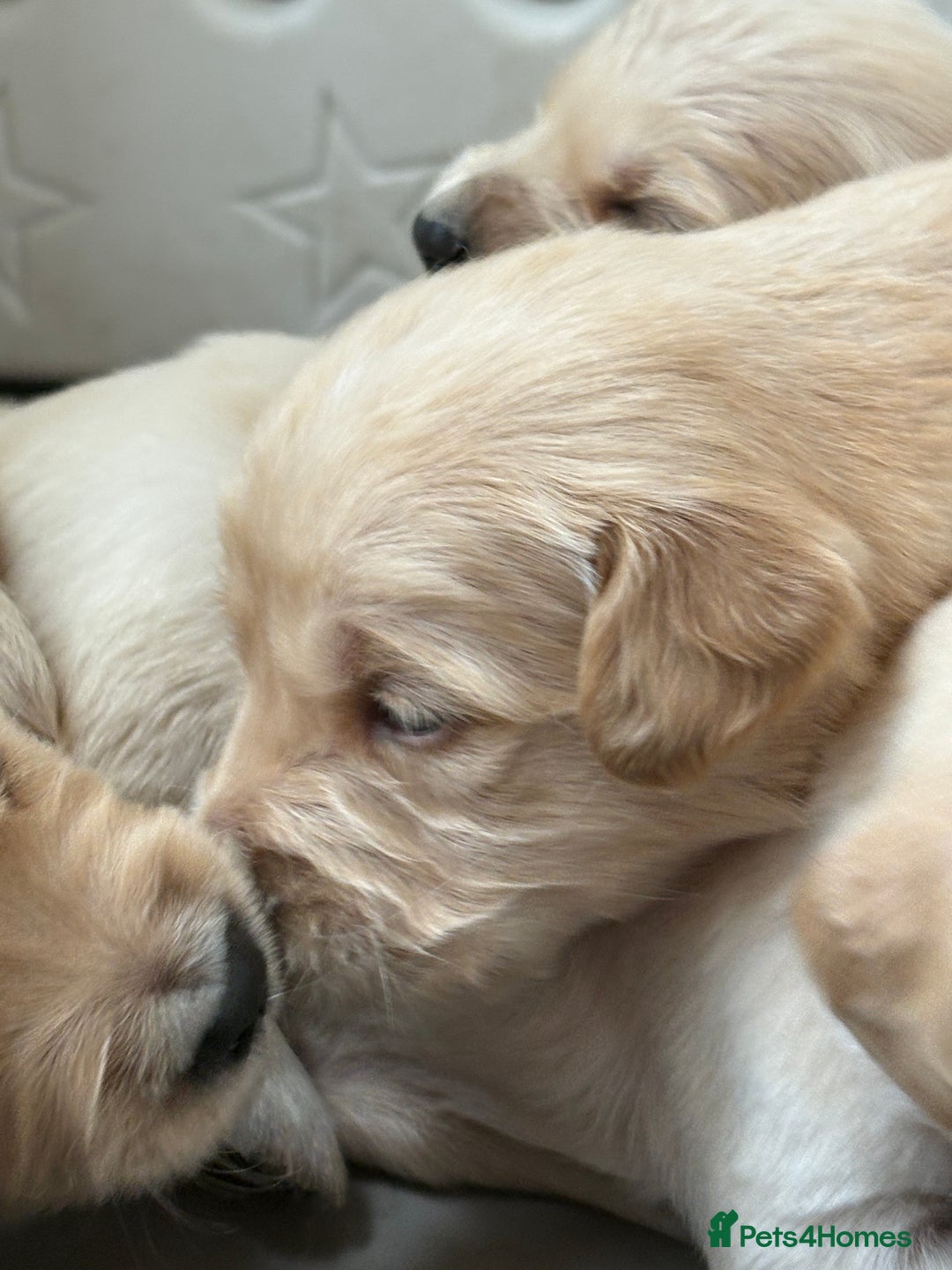 Golden Retriever dogs for sale: Golden retriever puppy Available 🐶🐾🦴  - Image 8