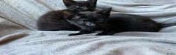 Domestic Shorthair cats for sale: Litter of 7 Ready for new homes 🥺 💖 in West Drayton - Advert 19