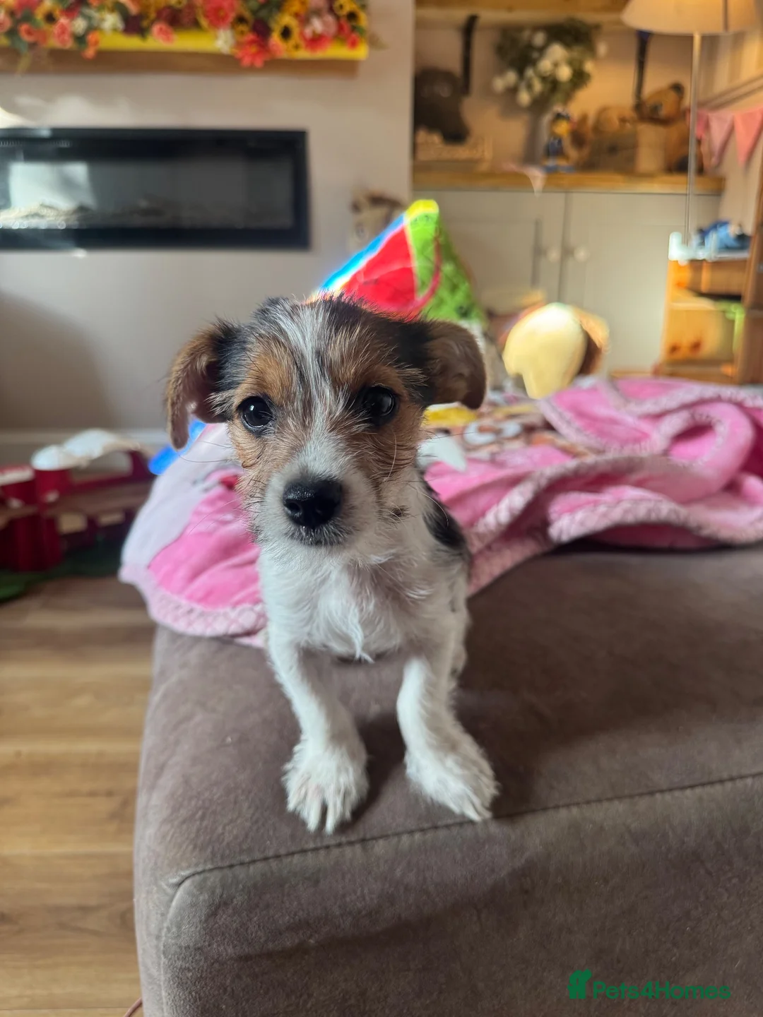 Jack Russell dogs for sale: little peanut  - Advert 2
