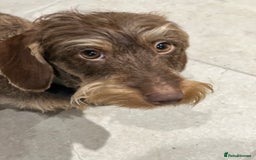 Dachshund dogs for sale: Wire hair Pups Pending - Image 7