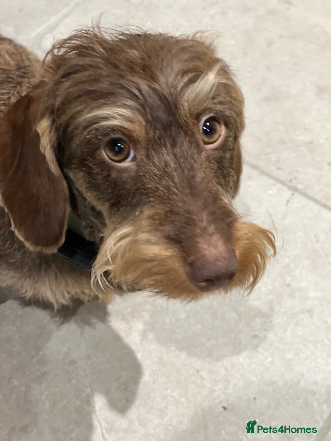 Dachshund dogs for sale: Wire hair Pups Pending - Image 7