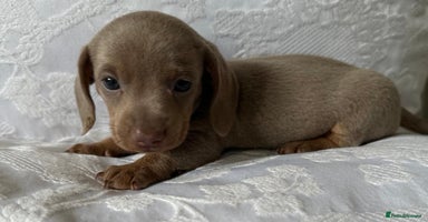 Miniature Dachshund dogs - Advert 13