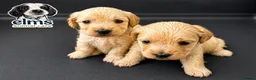 Mixed Breed dogs for sale: Beautiful Golden Sprockerpoo’s Ready End of May - Advert 1