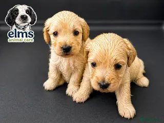 Mixed Breed dogs Beautiful Golden Sprockerpoo’s Ready End of May - Advert 1