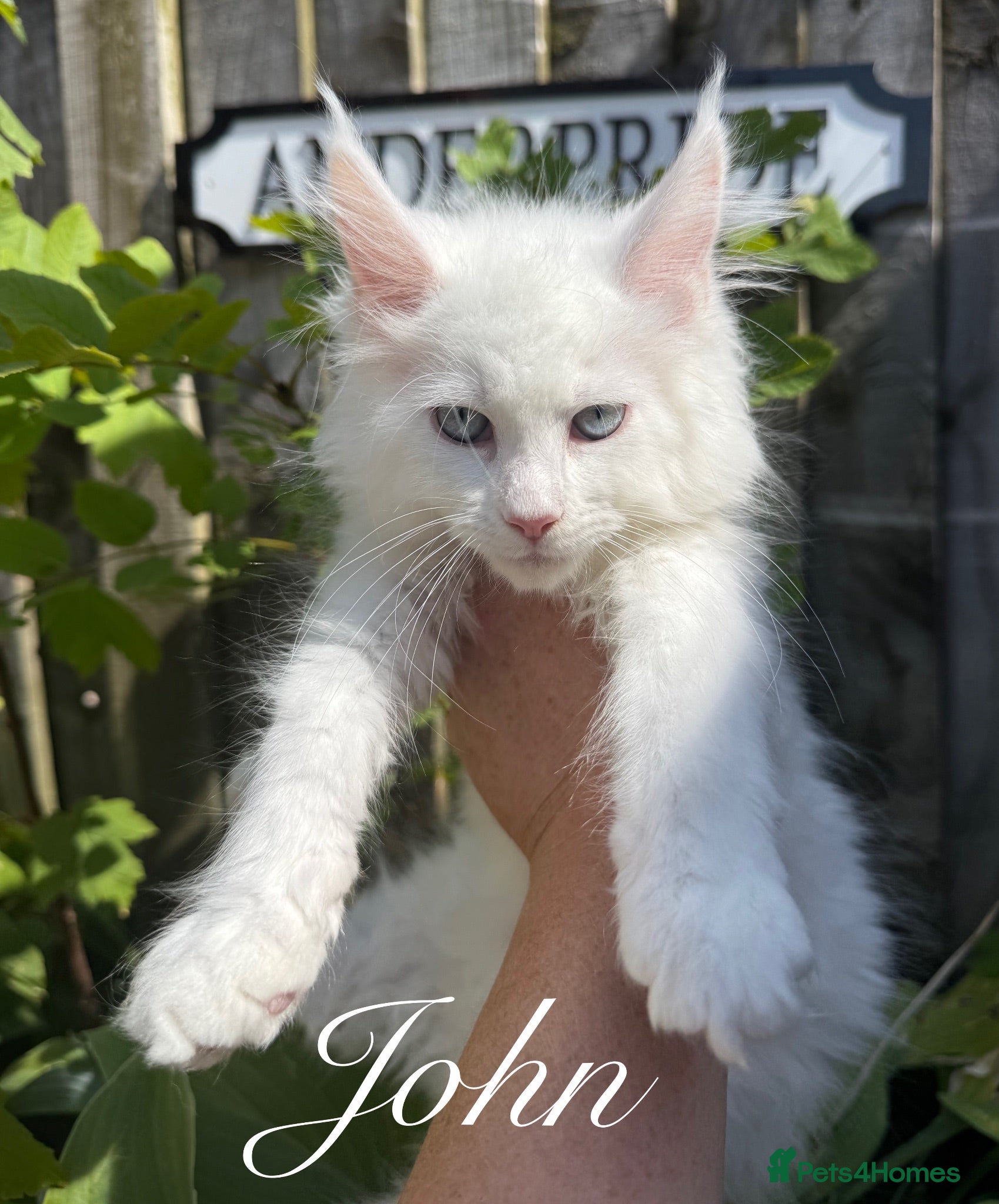 Maine Coon cats 3 STUNNING MAINE COON KITTENS READY THIS MONTH  - Advert 2