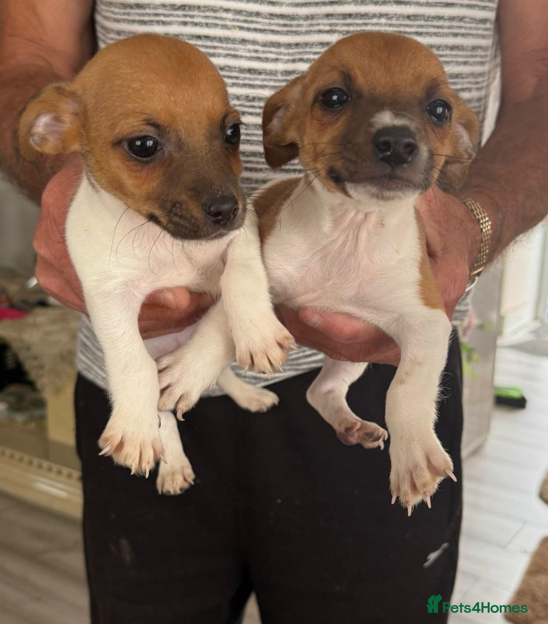 Jack Russell dogs for sale: Jack russell - Image 3