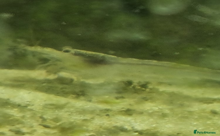 Shrimps fish - Advert 1