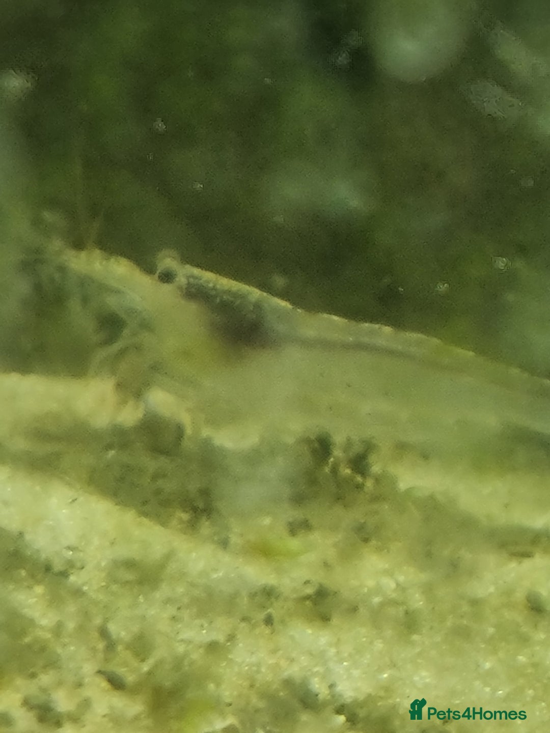 Shrimps fish for sale: Cleaning shrimp  - Image 1
