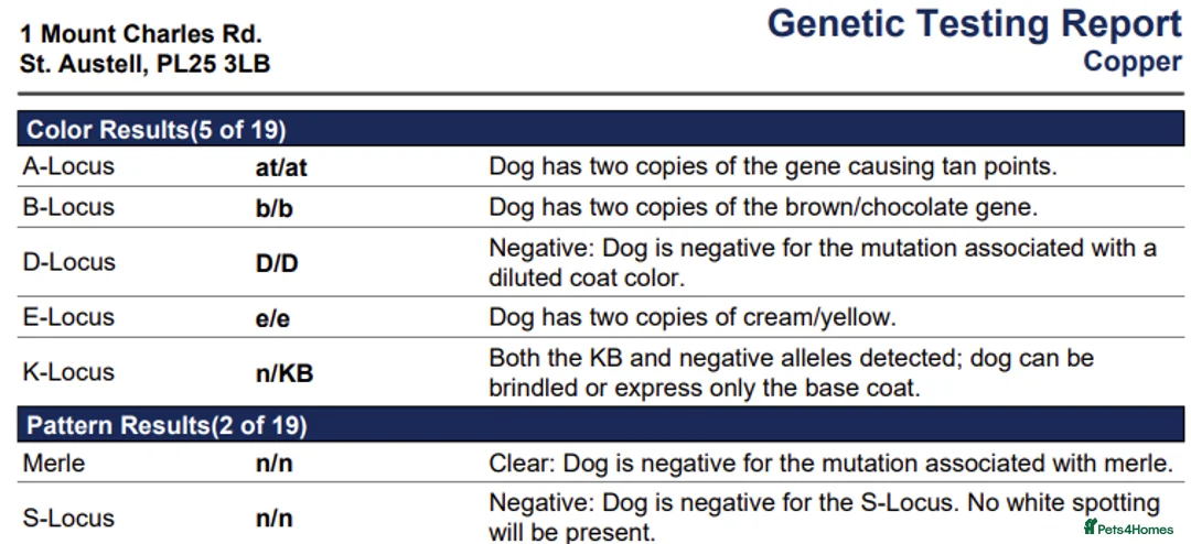 Cockapoo dogs for stud: F1 Red Cockapoo PROVEN Stud-Extensively DNA Tested in Stafford - Advert 8