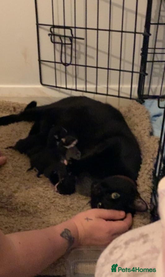 Mixed Breed cats 3 kittens for sale  - Advert 16