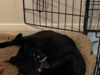 Mixed Breed cats 3 kittens for sale - Advert 1