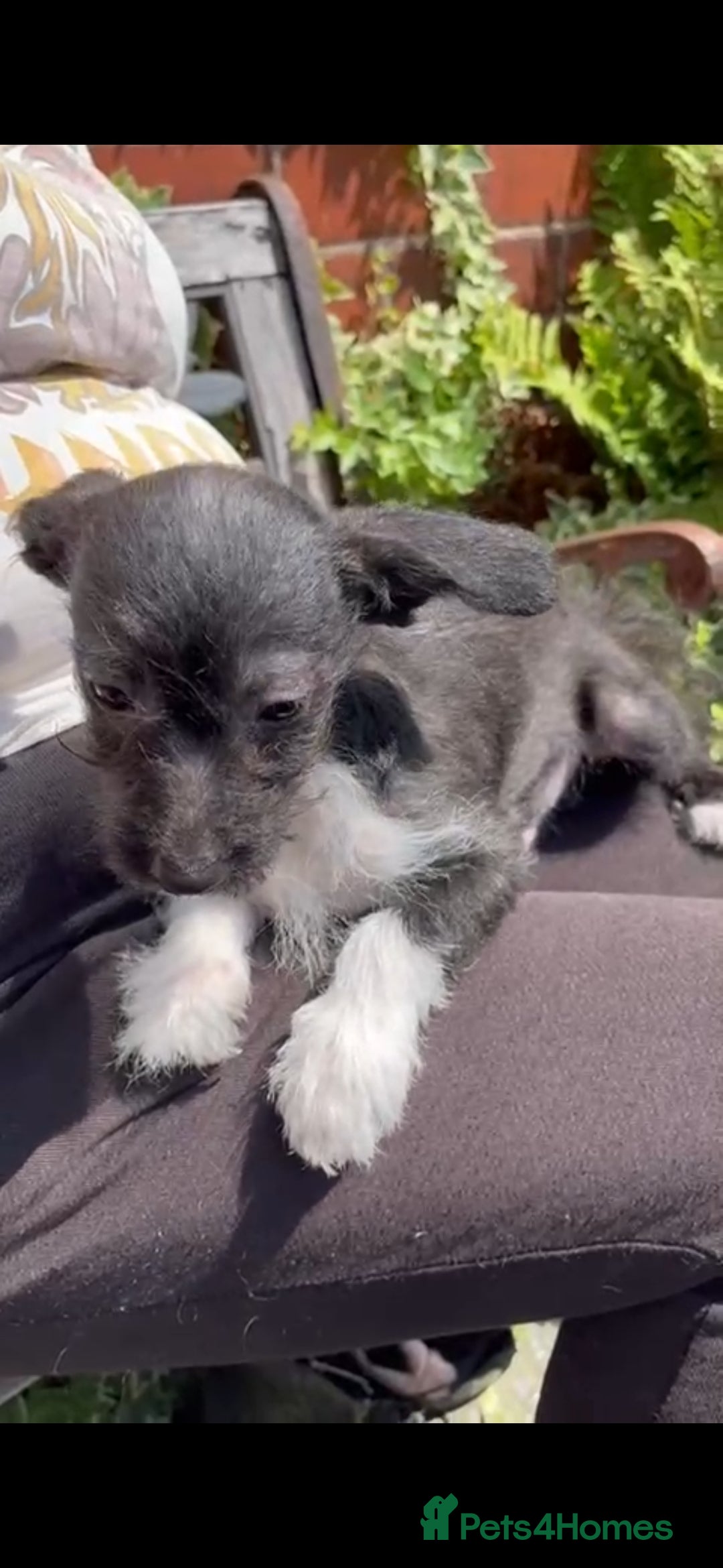 Jackapoo dogs for sale: Beautiful jackapoo puppies - Image 3