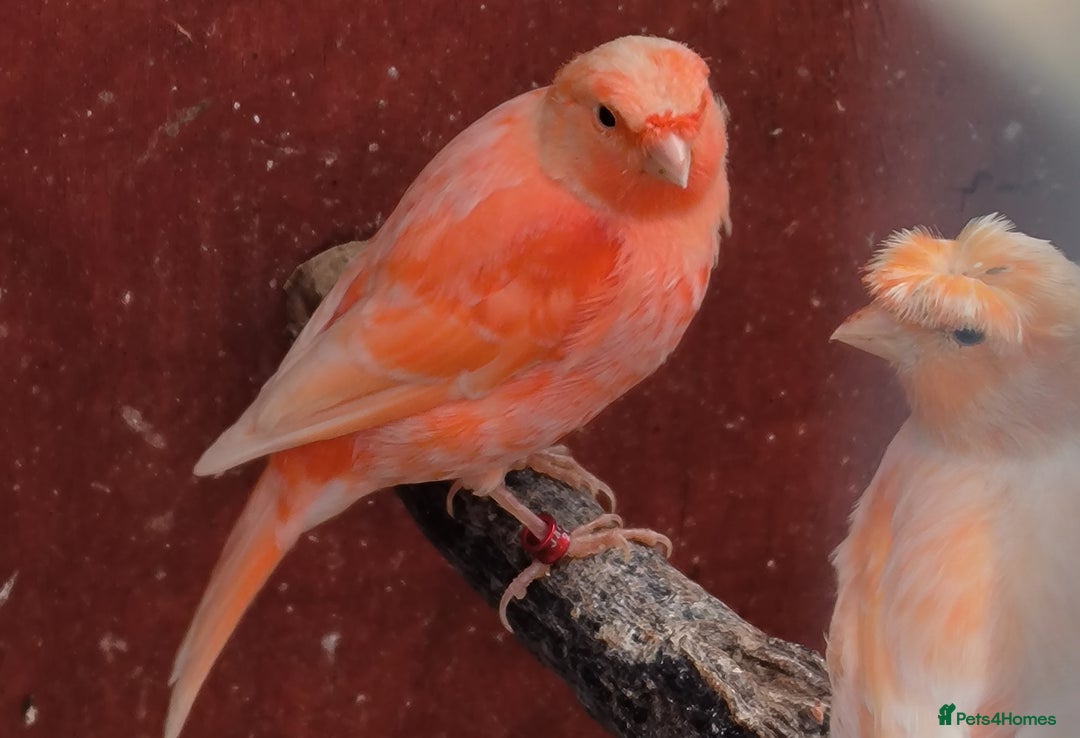 Canaries birds for sale: Young 2025 canaries  - Image 15