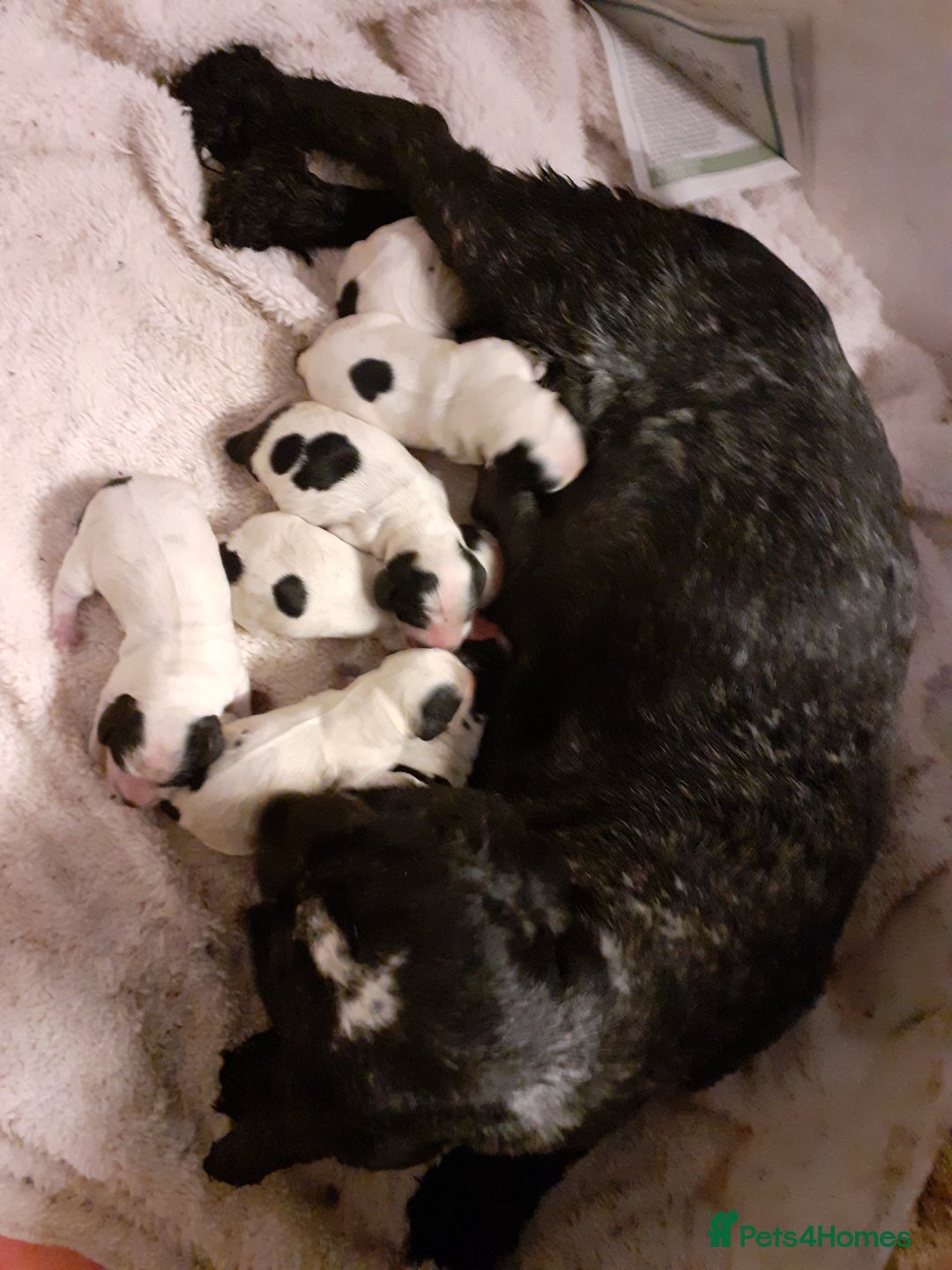 Cocker Spaniel dogs for sale: Adorable KC show cocker spaniels - Advert 1