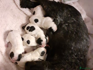 Cocker Spaniel dogs Adorable KC show cocker spaniels - Advert 4