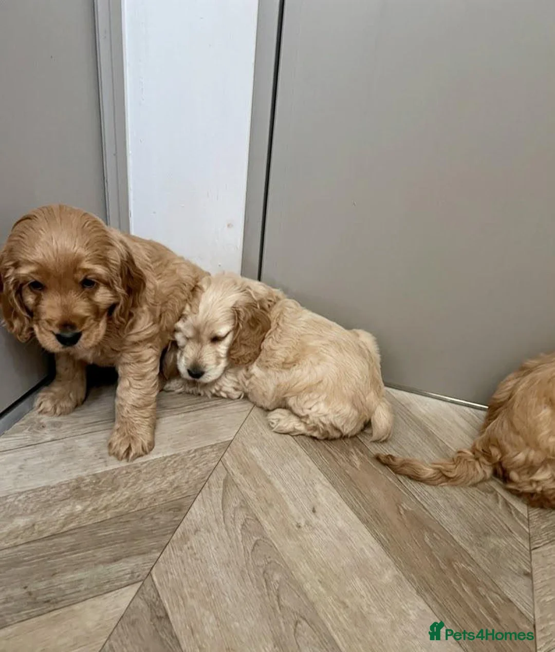 Cavapoo dogs for sale: Wonderful cavapoo puppies  in Kilmarnock - Advert 4