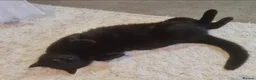 Mixed Breed cats for sale: Calm & Peaceful Male Adult Cat Needs New Home - Advert 3