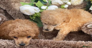 Toy Poodle dogs - Advert 3