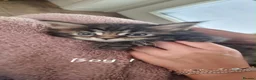 Maine Coon cats for sale: MAINECOON KITTENS  in Stockton-on-Tees - Advert 4