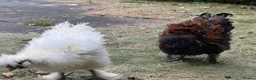 Chickens poultry for sale: A pair of Silkie chickens 4 months old in Oxford - Advert 2