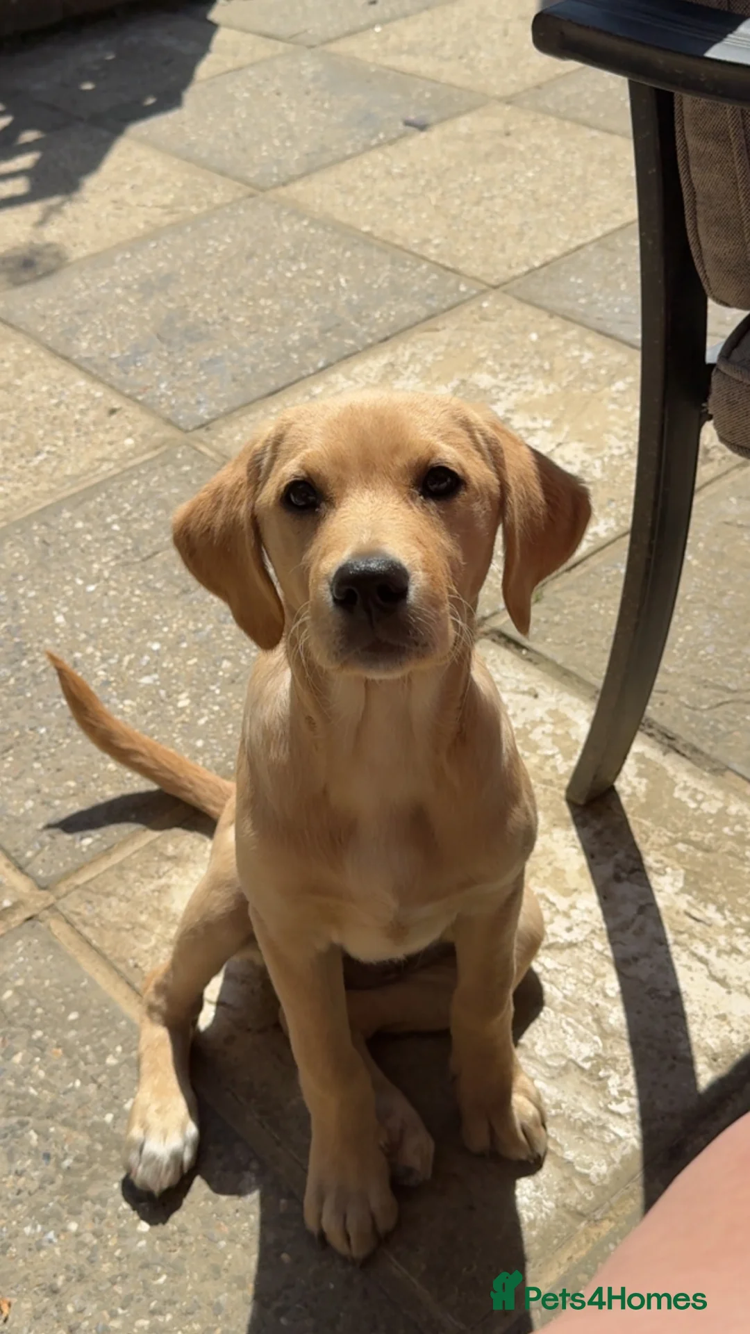 Labrador Retriever dogs for sale: Golden Labrador girl  in Etchingham - Advert 7