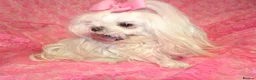 Maltese dogs for sale: Babydoll KC Registered Korean Maltese Adult Girl in Bishop Auckland - Advert 11