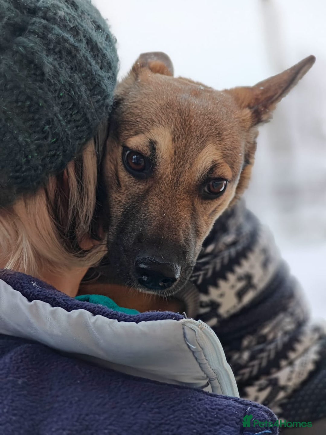 Mixed Breed dogs for adoption: ❤️TESSA – Soft and Gentle Puppy❤️ - Advert 11