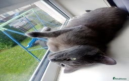 Ragdoll cats for sale: Ragdoll kittens  - Image 19