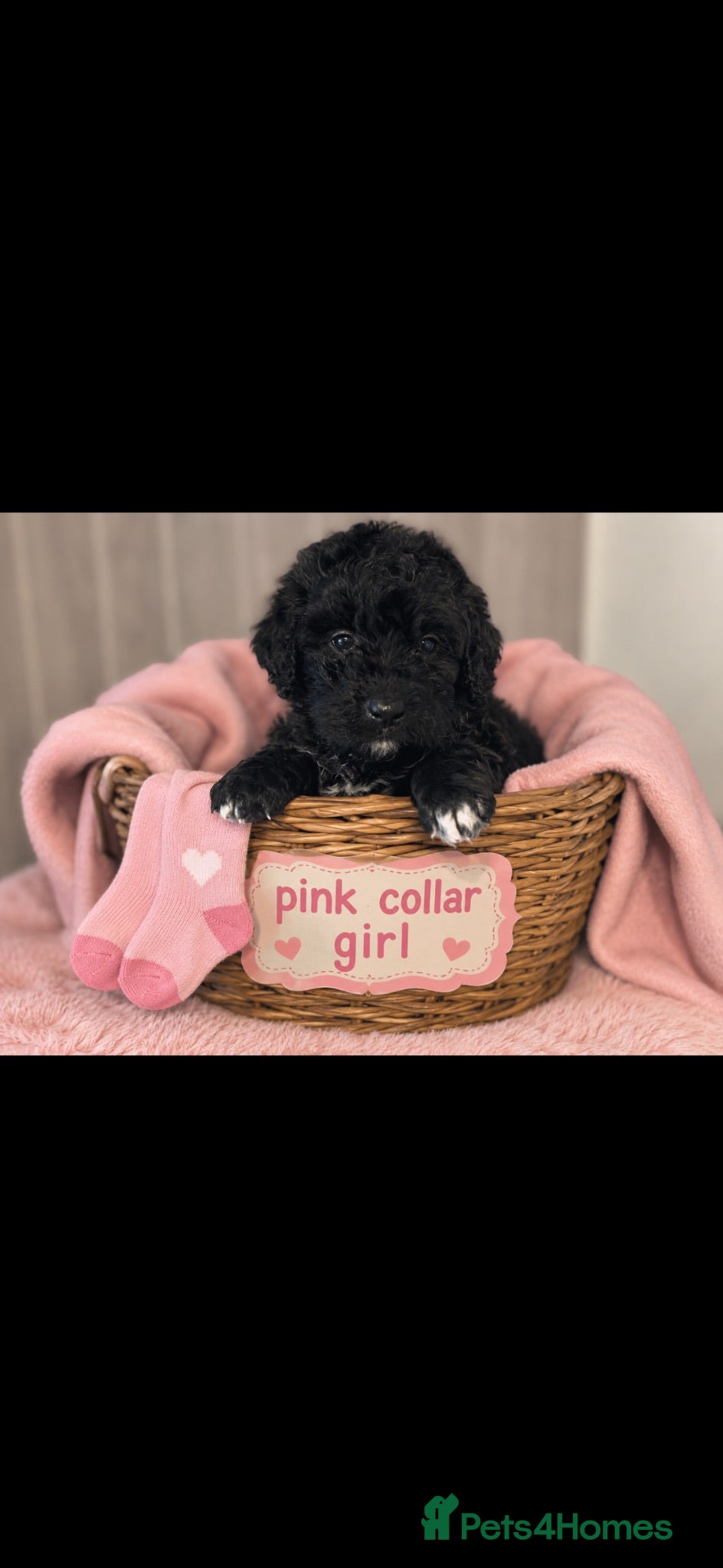 Bernedoodle dogs standard F1 Bernadoodles 5 reserved  - Advert 2