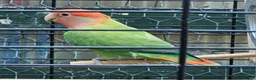 Cockatiels birds for sale: Mr mriss - Advert 15