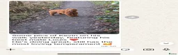 Cavapoo dogs for sale: Top quality, health tested F1b Cavapoo babies - Advert 20