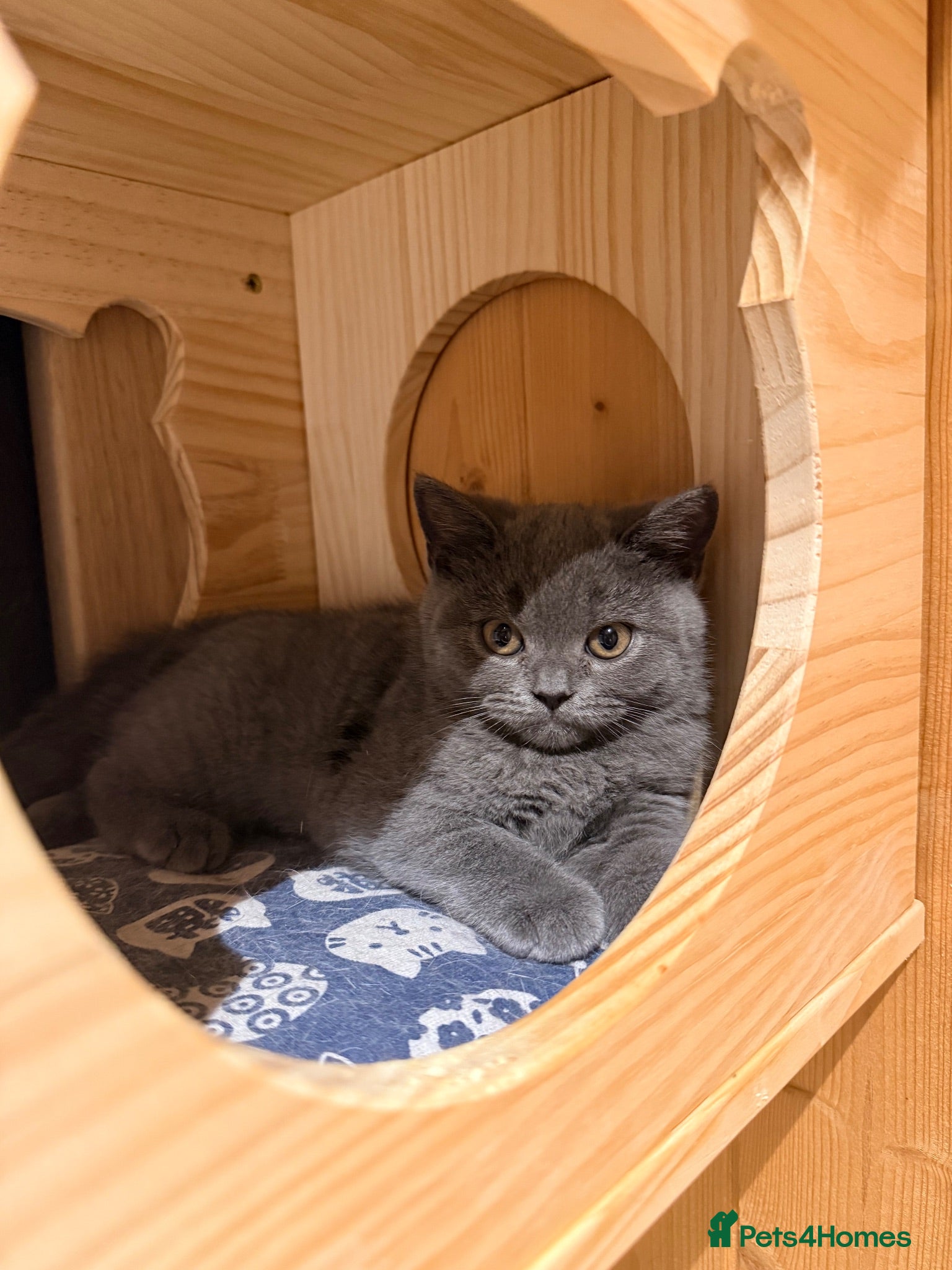 British Shorthair cats 3 British shorthair kittens - Advert 1