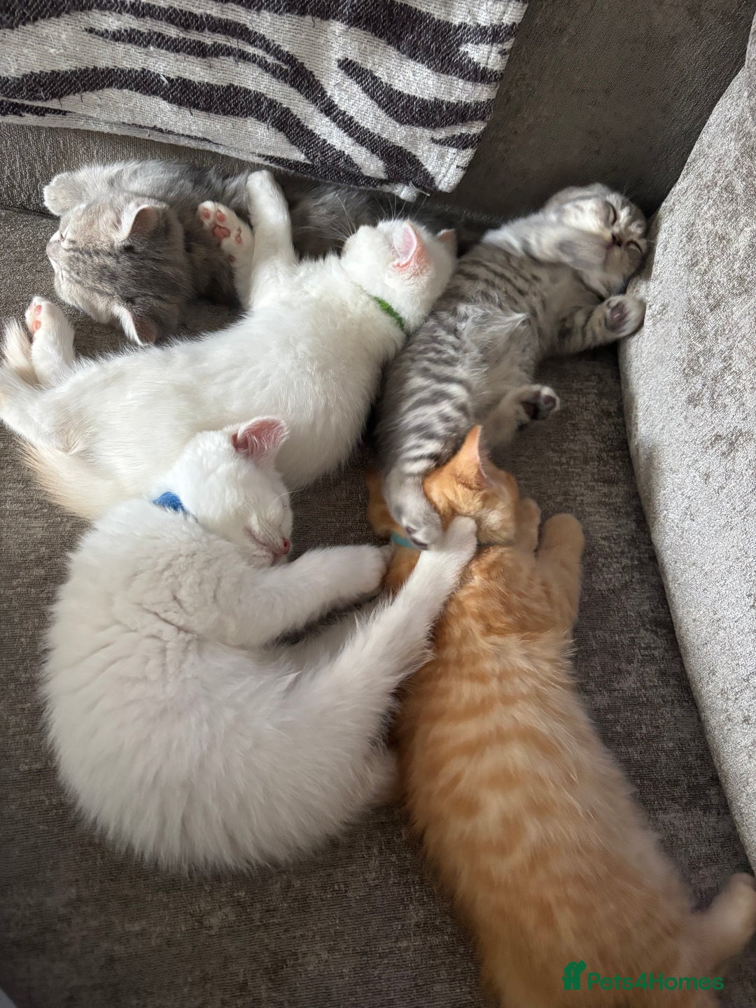 British Shorthair cats for sale: British short hair kittens  - Image 28
