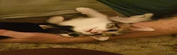 Mixed Breed cats for sale: 2 Kittens For Sale - Advert 11