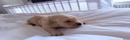Golden Retriever dogs for sale: Golden Retriever Puppies - Advert 8