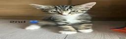 Mixed Breed cats for sale: Kittens  in Grantham - Advert 22