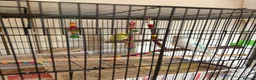 Budgerigars birds for sale: Mixed budgie pair with cage, accessories, stand - Advert 4