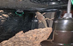 Lizard reptiles for sale: Blue Spiny Swift CB24 - Image 2