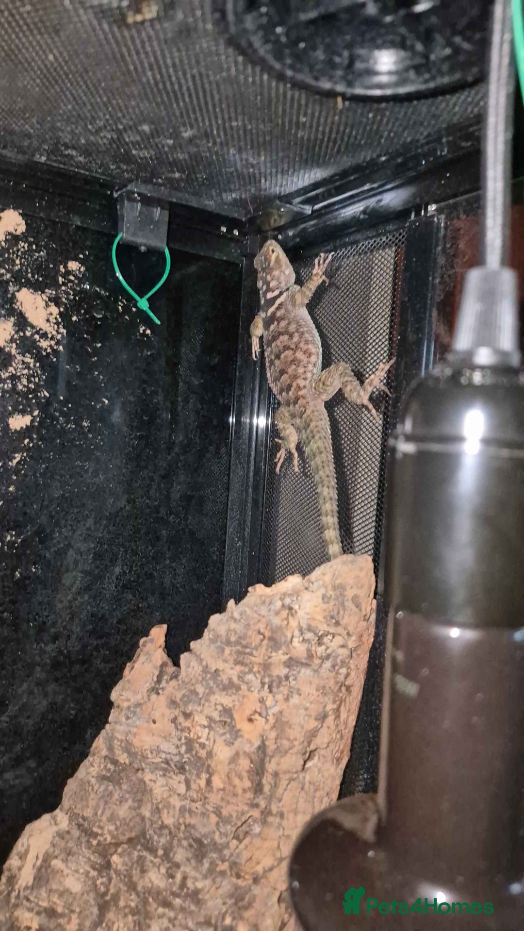 Lizard reptiles for sale: Blue Spiny Swift CB24 - Image 2