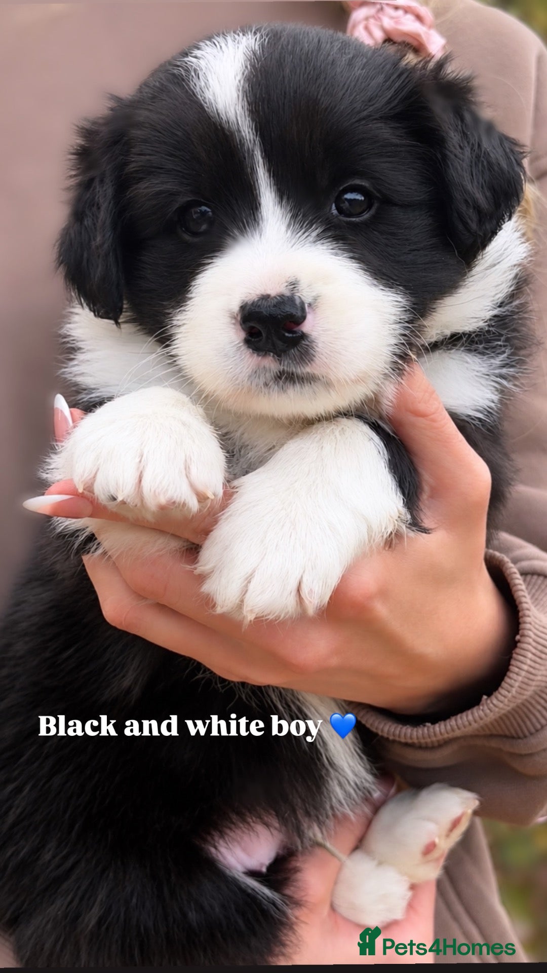 Border Collie dogs Beautiful Champion Line Puppies  - Advert 2