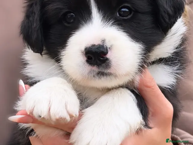 Border Collie dogs for sale: Beautiful Champion Line Puppies - Advert 1