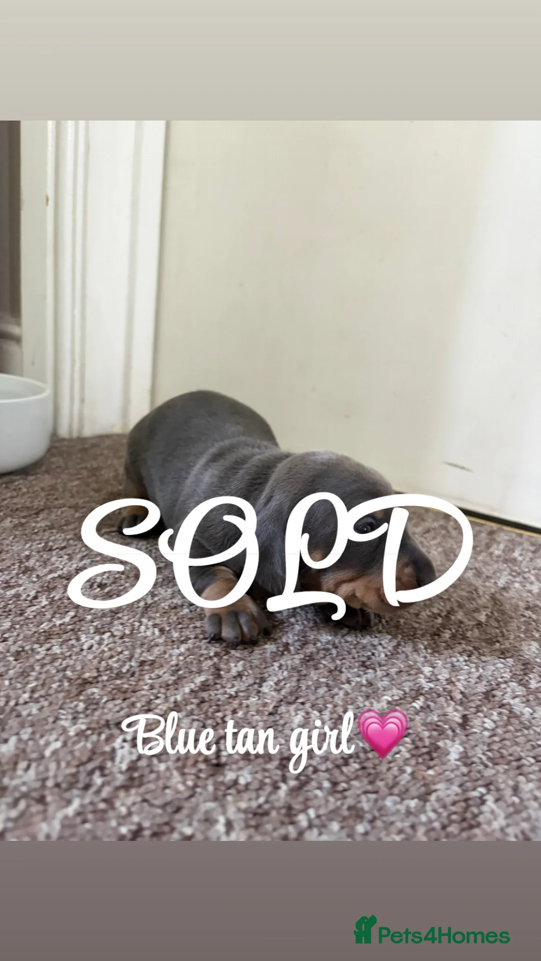 Miniature Dachshund dogs for sale: Stunning miniature dachshund puppies - Advert 2