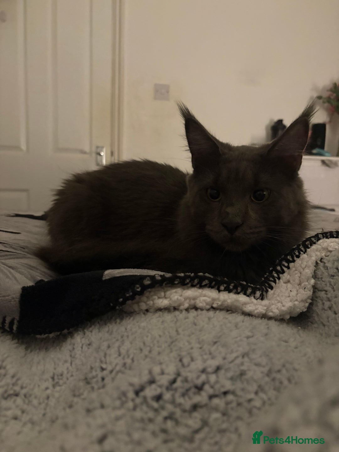 Maine Coon cats for sale: gorgeous maine coon 11 months old  - Advert 4