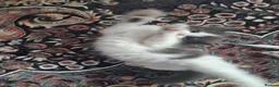 Mixed Breed cats for sale: Stunning mixed breed kittens - Advert 8