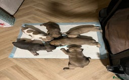 French Bulldog dogs for sale: French bulldog puppies  - Image 5