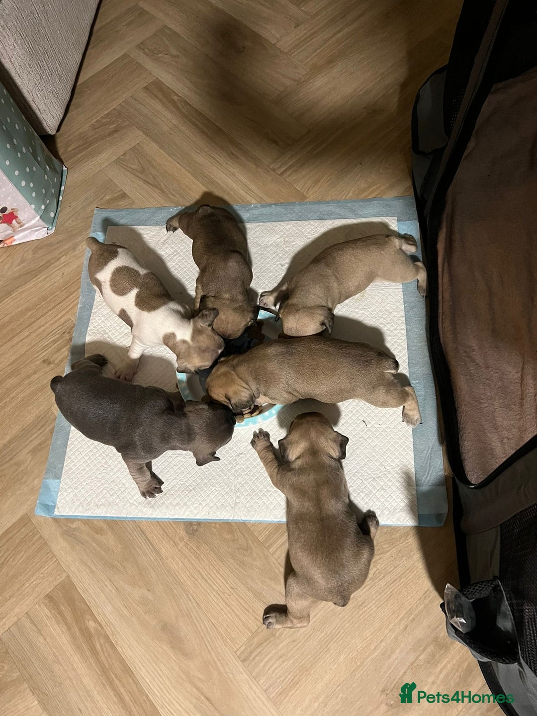 French Bulldog dogs for sale: French bulldog puppies  - Image 5