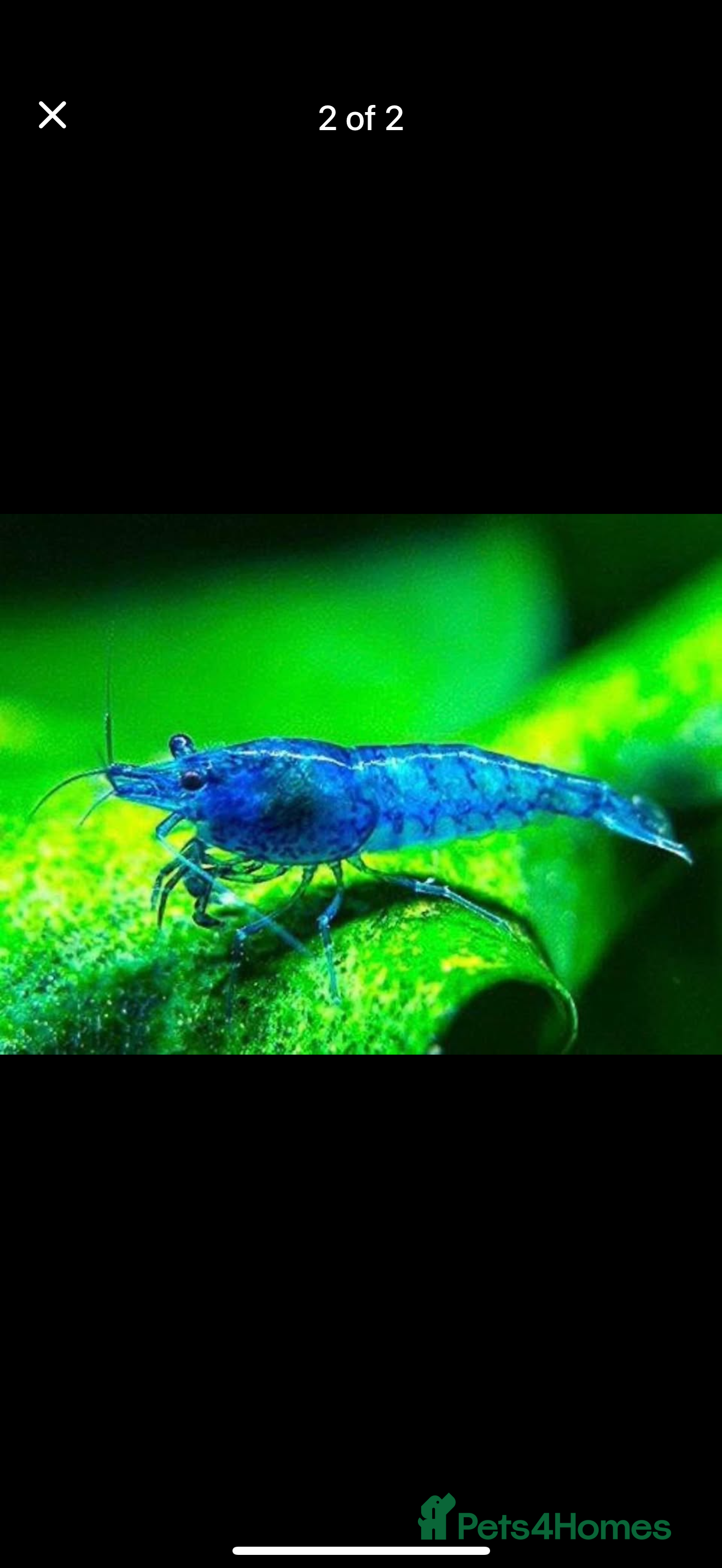 Shrimps fish Red and Blue Shrimp  - Advert 15