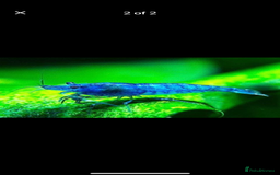 Shrimps fish for sale: Red and Blue Shrimp  - Image 1